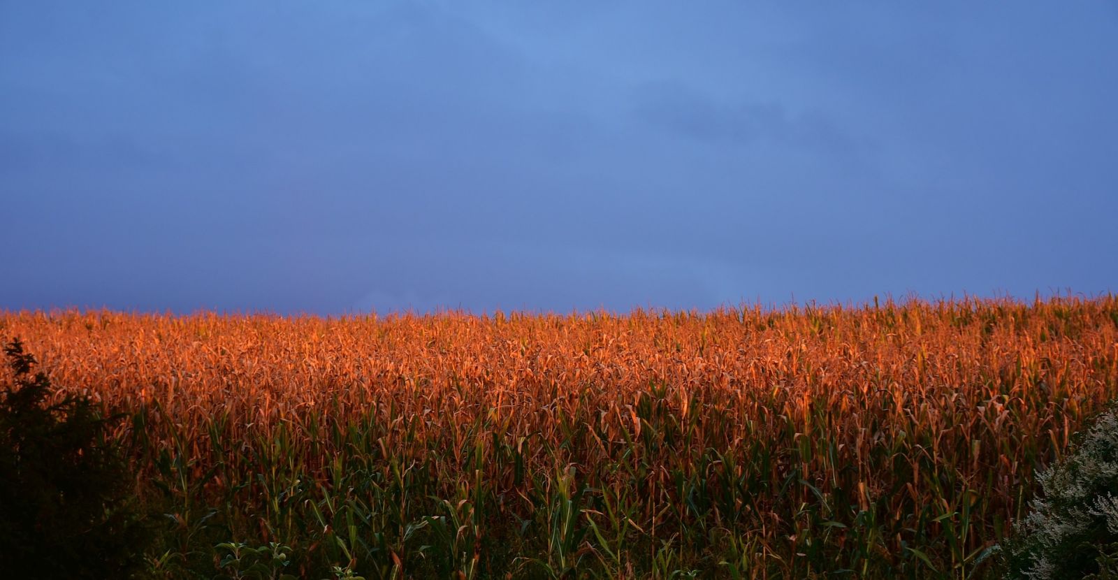 Sunset over corn field by RitaE via Pixabay